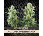 Autoflowering Mix (10 seeds)
