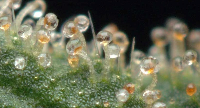 Amber%20trichomes.PNG