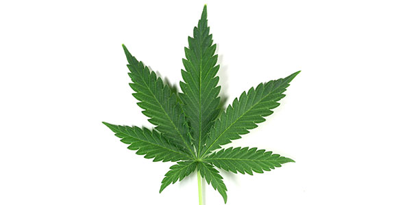 Indica Indica