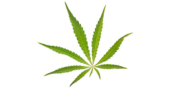 Sativa Sativa