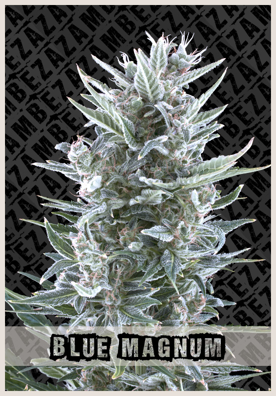 Blue Magnum wiet zaden Blue Magnum cannabis zaden