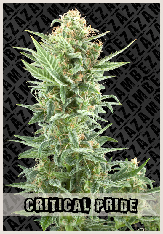 Critical Pride cannabis zaden