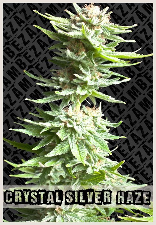 Crystal Silver Haze marijuana seeds Crystal Silver Haze cannabis seeds