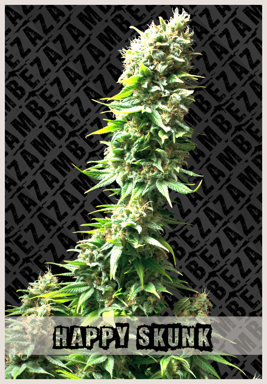 Happy Skunk cannabis zaden