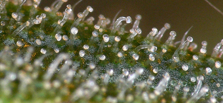 Milky%20trichomes.PNG