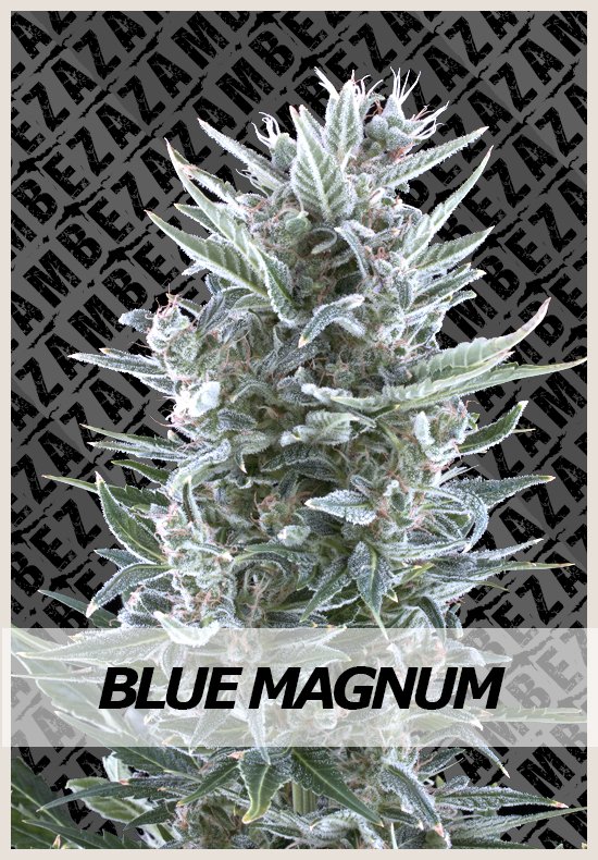 Blue Magnum cannabis seeds
