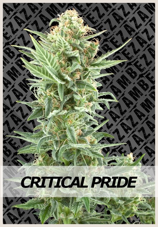 Critical Pride marijuana seeds Critical Pride cannabis seeds