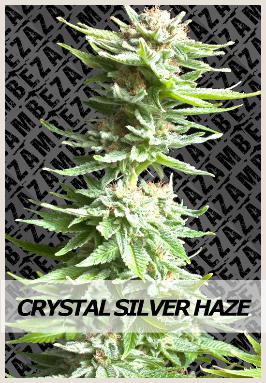 Crystal Silver Haze cannabis seeds