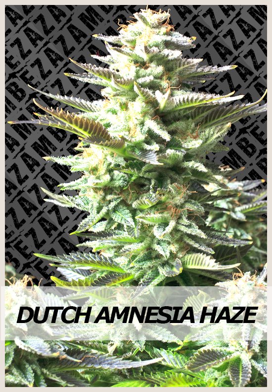 Dutch Amnesia Haze hanfsamen