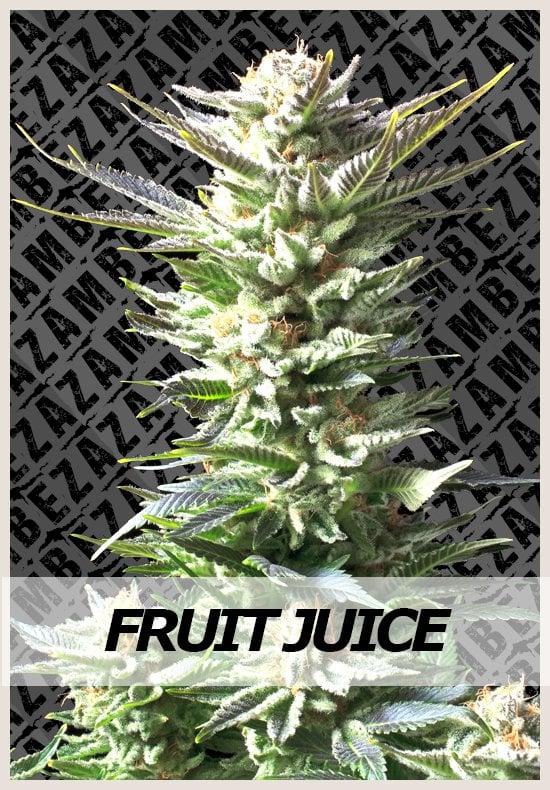 juice fruit marijuana seeds juice fruit cannabis seeds