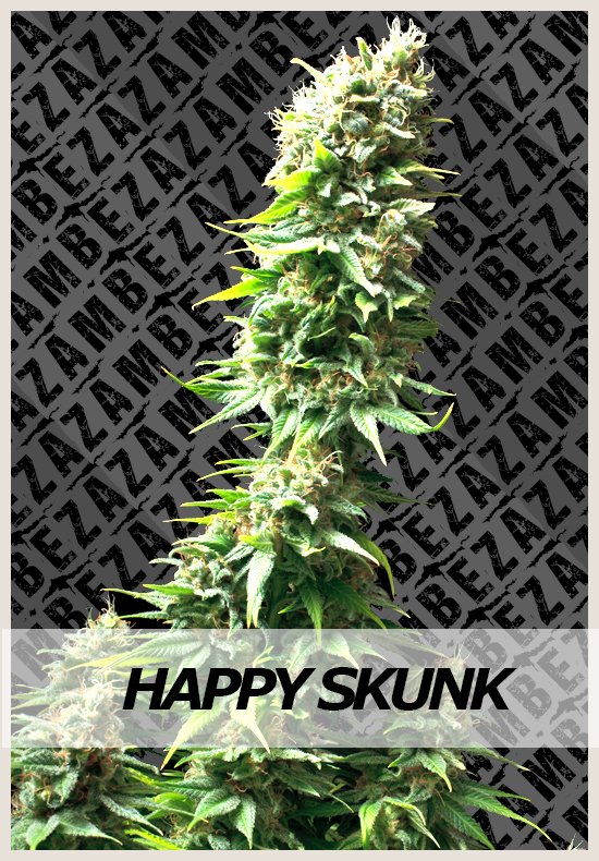 Happy Skunk cannabis seeds