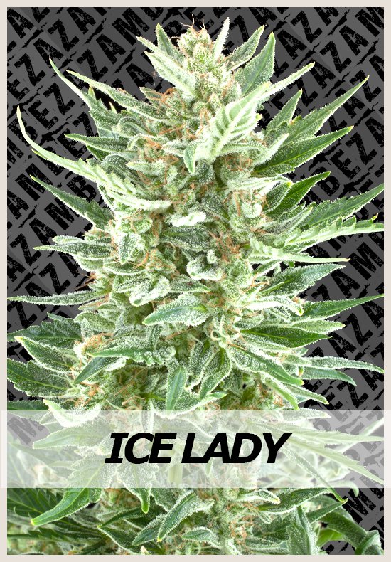 Ice Lady marijuana seeds Ice Lady cannabis seeds