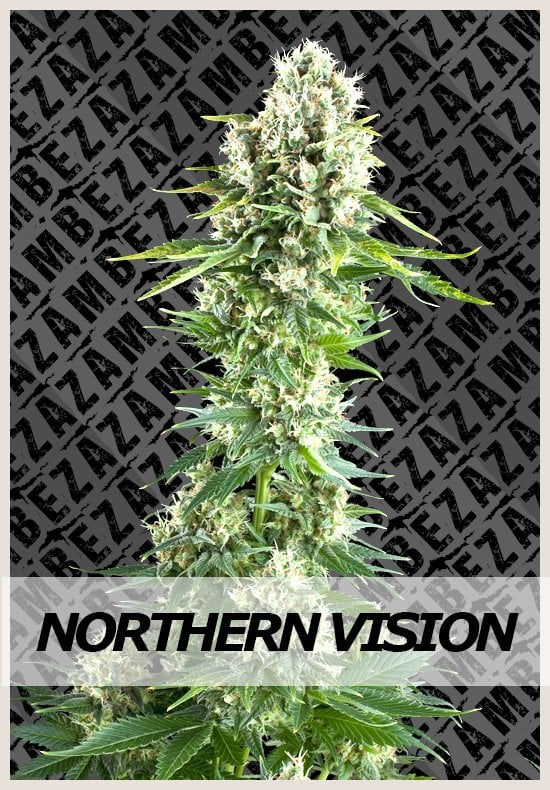 Northern_vision.jpg