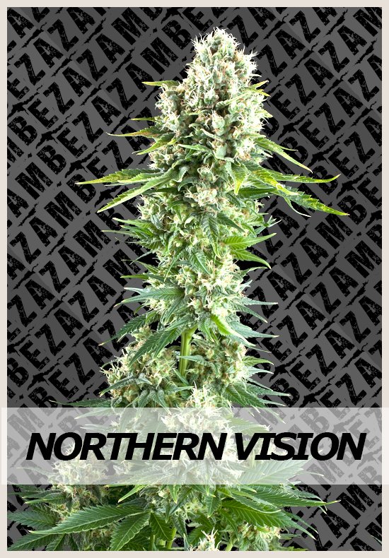 Northern Vision marihuana samen Northern Vision hanfsamen