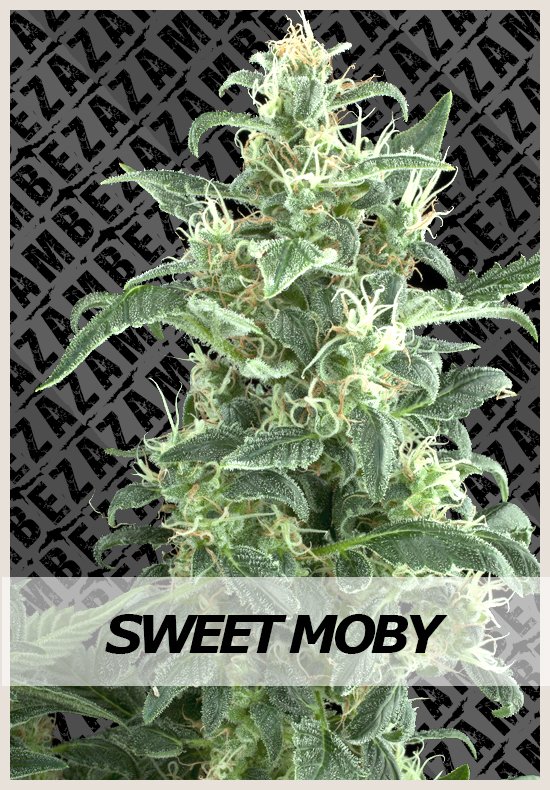 Sweet Moby marijuana seeds Sweet Moby cannabis seeds
