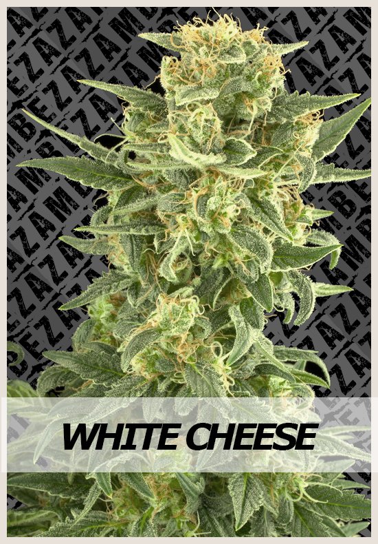 White Cheese  cannabis seeds