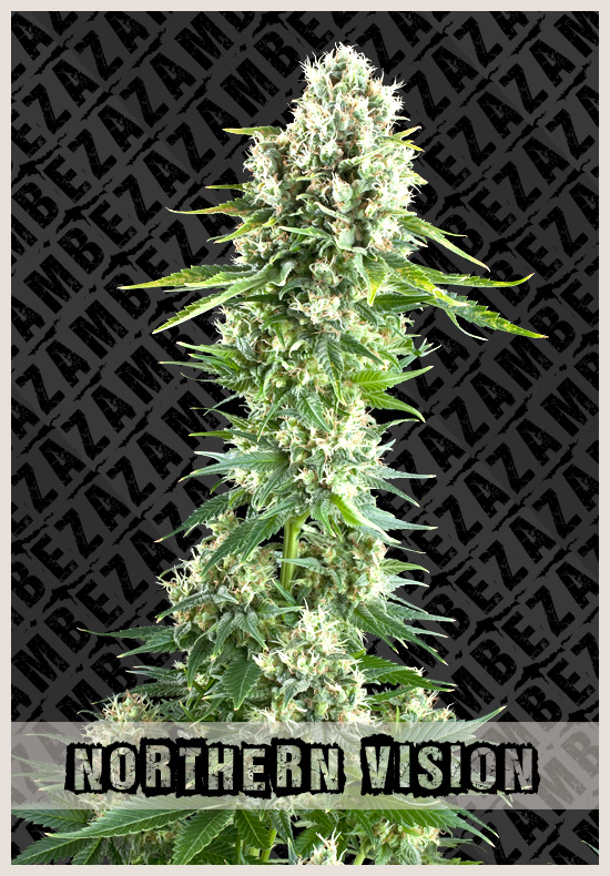 Northern Vision cannabis zaden