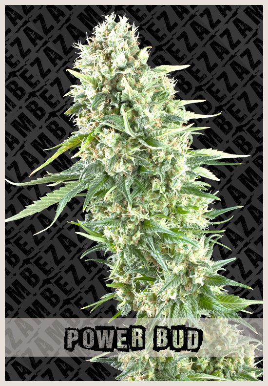 Power Bud cannabis zaden