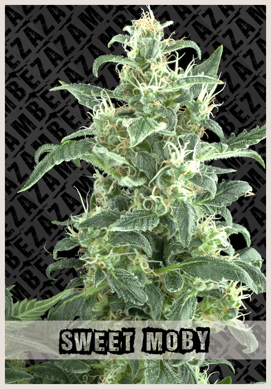 Sweet Moby wietzaden Sweet Moby cannabis zaden