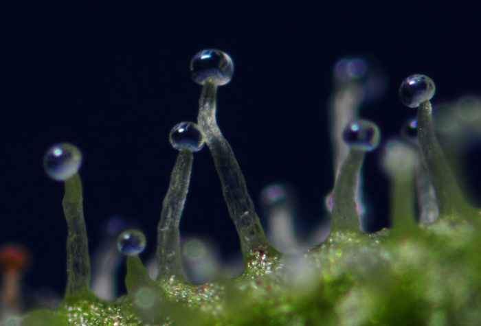 Trichomes%2012.PNG