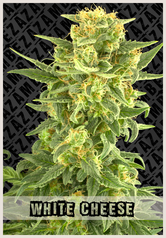 White Cheese wiet zaden White Cheese cannabis zaden