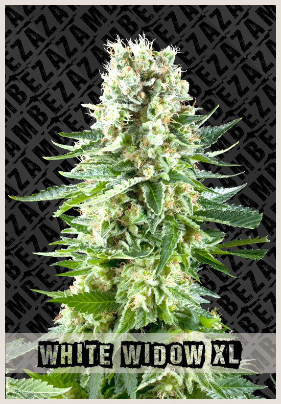 White Widow xl wiet zaden White Widow xl cannabis zaden