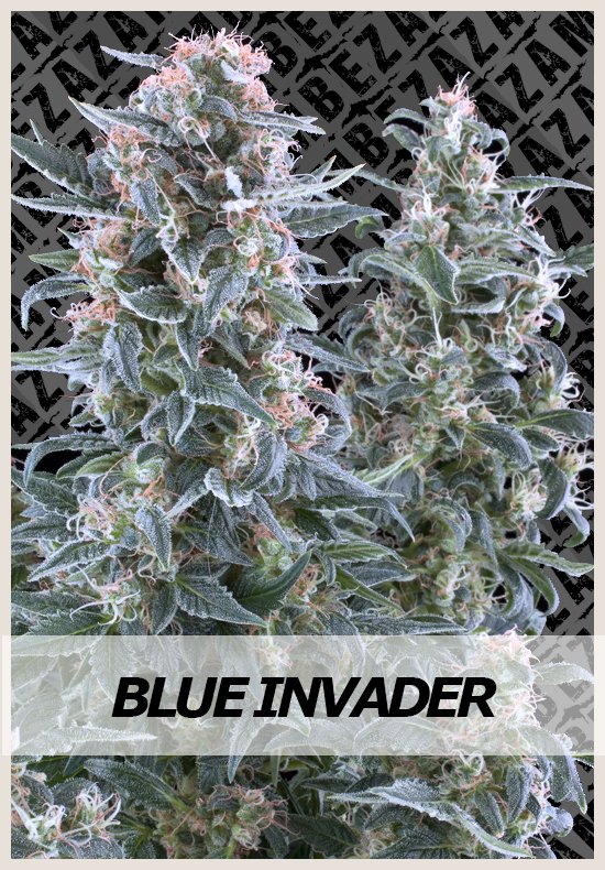 Blue Invader Automatic cannabis seeds