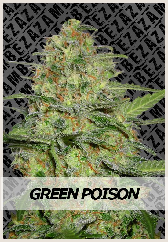 Green Poison Automatic marijuana seeds Green Poison Automatic cannabis seeds