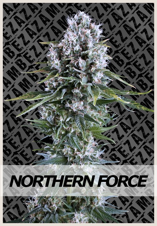 Northern Force Automatic cannabis seeds