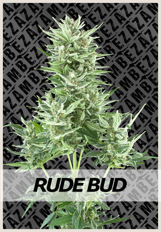 Rude Bud Automatic marijuana seeds Rude Bud Automatic cannabis seeds