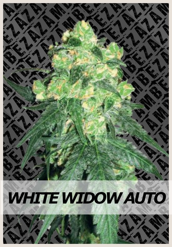 White Widow Automatic marijuana seeds White Widow Automatic cannabis seeds