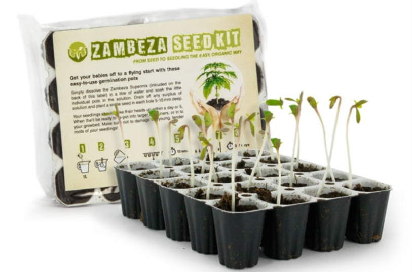 How To Germinate Cannabis Seeds