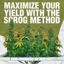 Maximize Your Yield With The Scrog Method