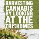 Harvesting Cannabis By Looking At The Trichomes