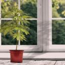 How To Grow Weed On A Windowsill: Key Considerations
