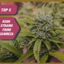 Top 5 Kush Strains From Zambeza Seeds