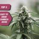 Top 5 Easy-to-Grow Seeds From Zambeza