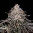 Apple Fritter Weed Strain