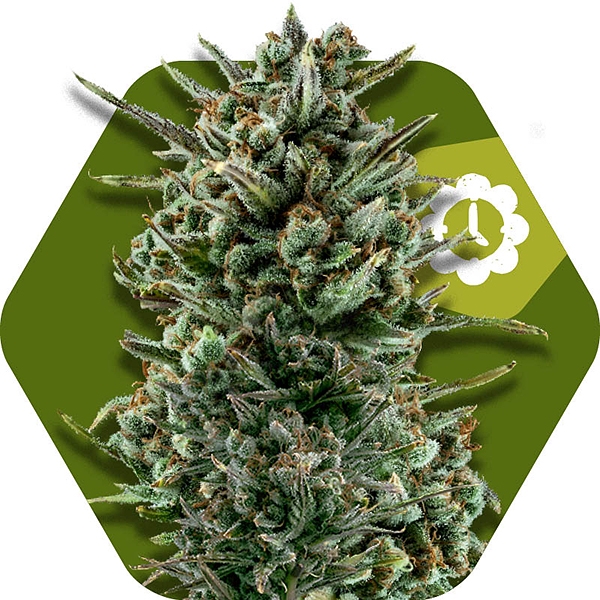 Hazenberg AM Auto - Buy Hypno Automatic Seeds at PEV