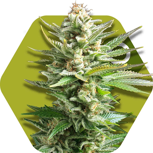 工場直売 Amnesia Haze XL マジック：ザ・ギャザリング