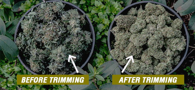 Before and after Trimmed buds