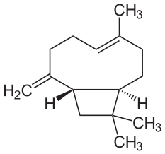 Caryophyllene 1