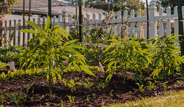 Growing Cannabis in the ground