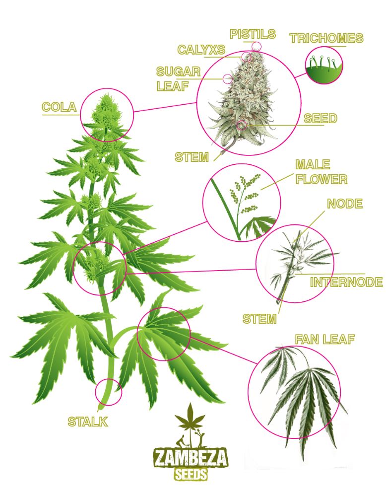 Anatomy of a cannabis plant