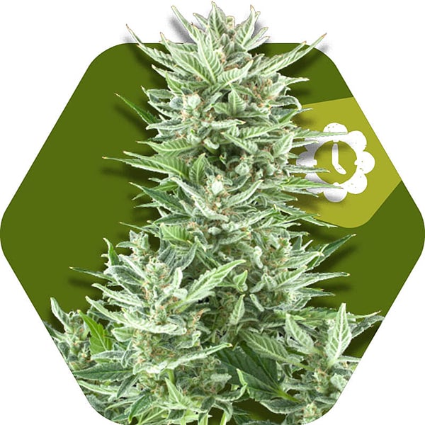 big bud xxl autoflowering cannabis strain