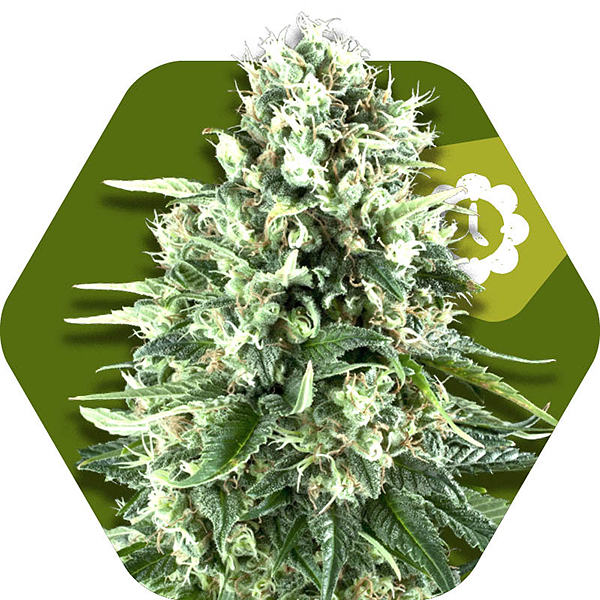 super silver haze autoflowering cannabis strain
