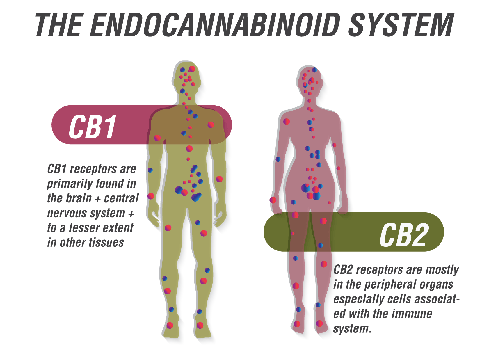 The Endocannabinoid System