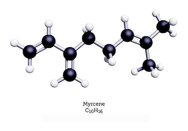 Myrcene is the dominant terpene in almost every strain