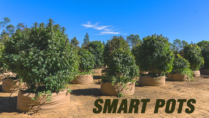 Can Air-Pots and Smart Pots Increase Cannabis Yields? - RQS Blog