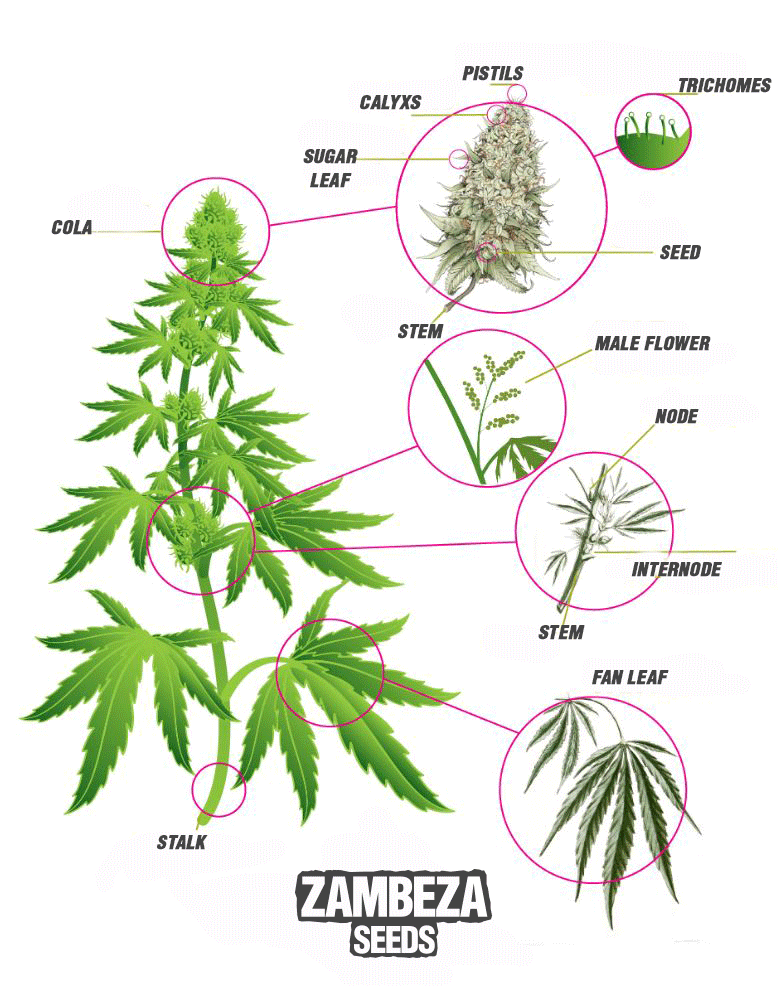 Cannabis Anatomy